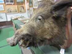 Large male wild Boar's head taxidermy, shoulder mount on oak shield with plaque dated 1924, 61 x