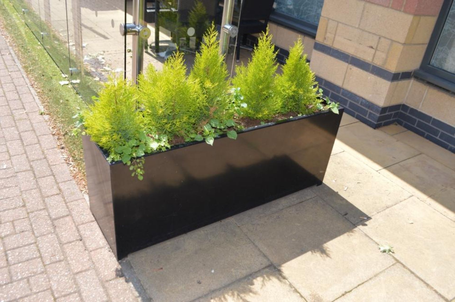 1 x Rectangular Outdoor Planter in Black With Small Conifer Trees - Planter Size H55 x W136 x D41 - Image 3 of 4