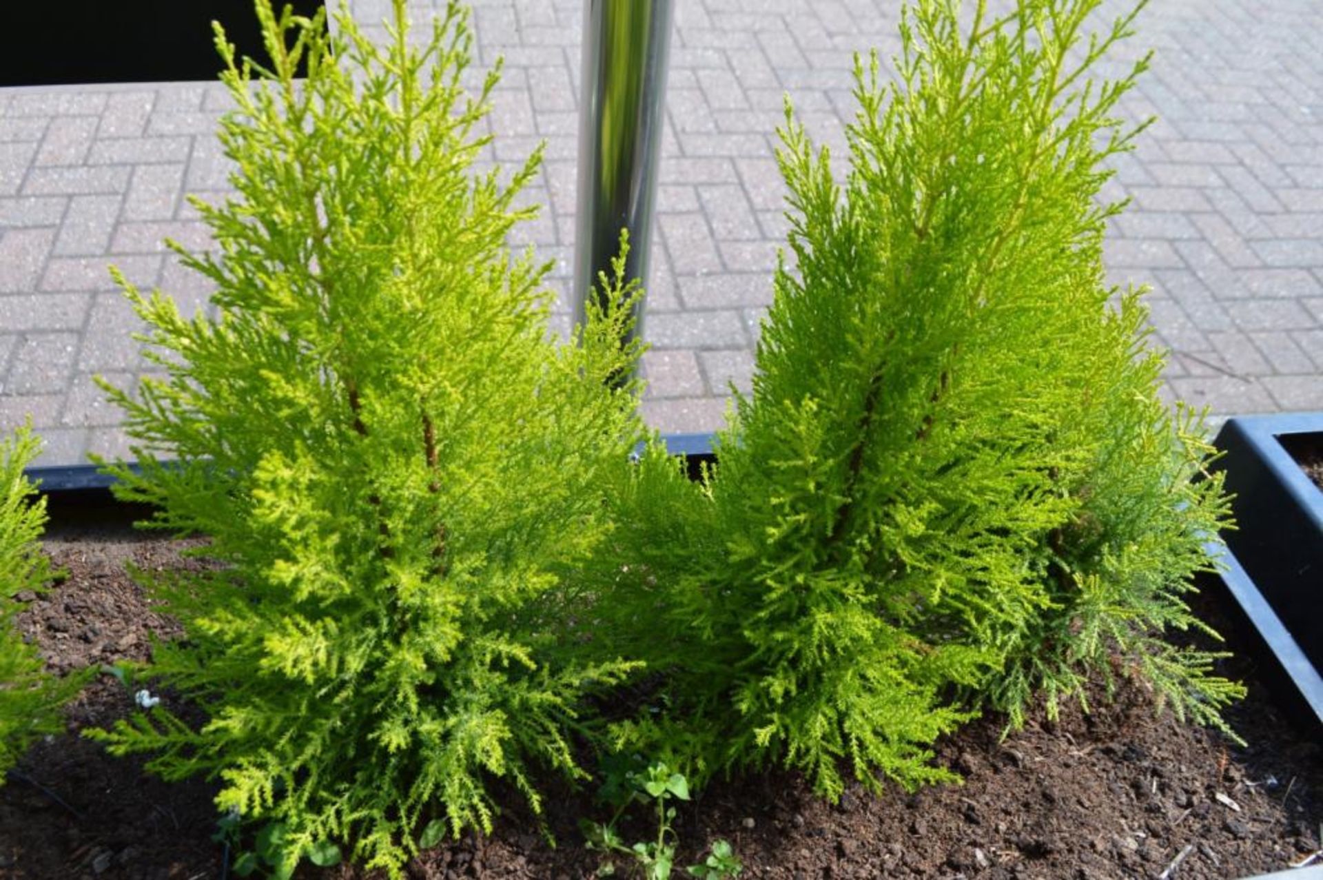 1 x Rectangular Outdoor Planter in Black With Small Conifer Trees - Planter Size H55 x W136 x D41 - Image 2 of 4