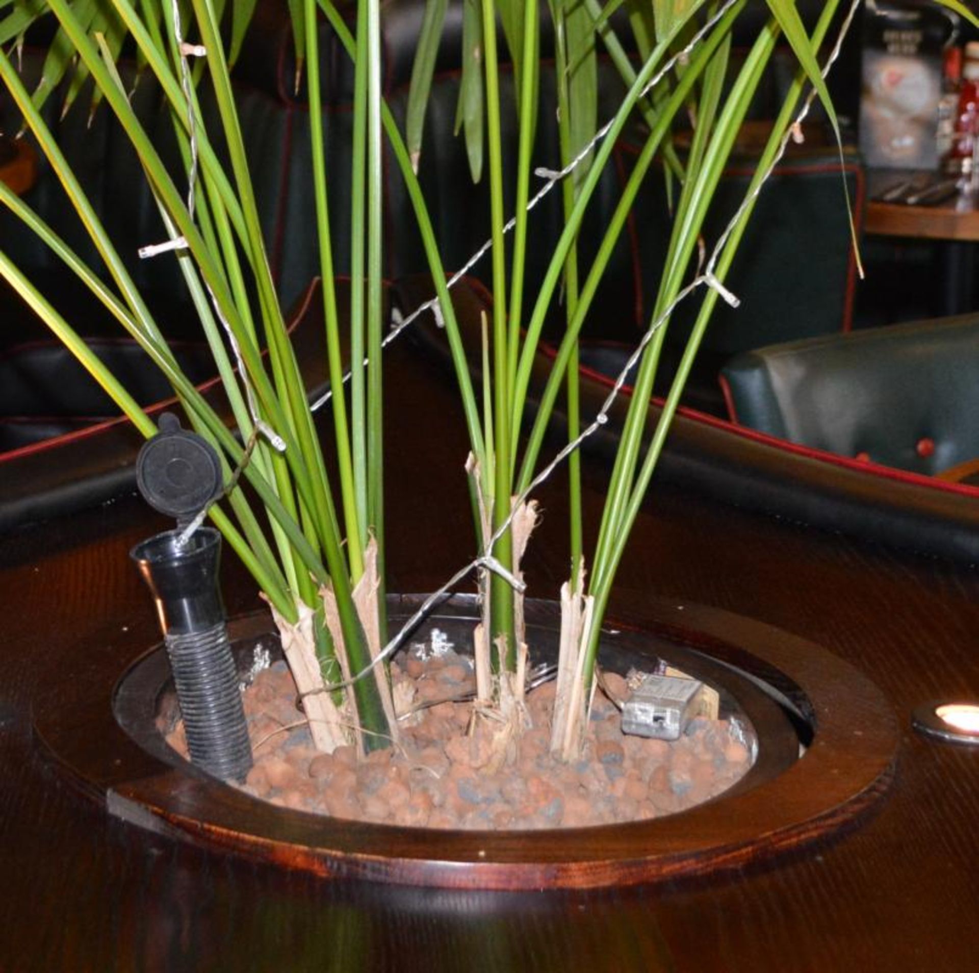 4 x Large Indoor Potted Plants With With Pots, Stones and Watering Spikes - CL390 - Location: - Image 5 of 5