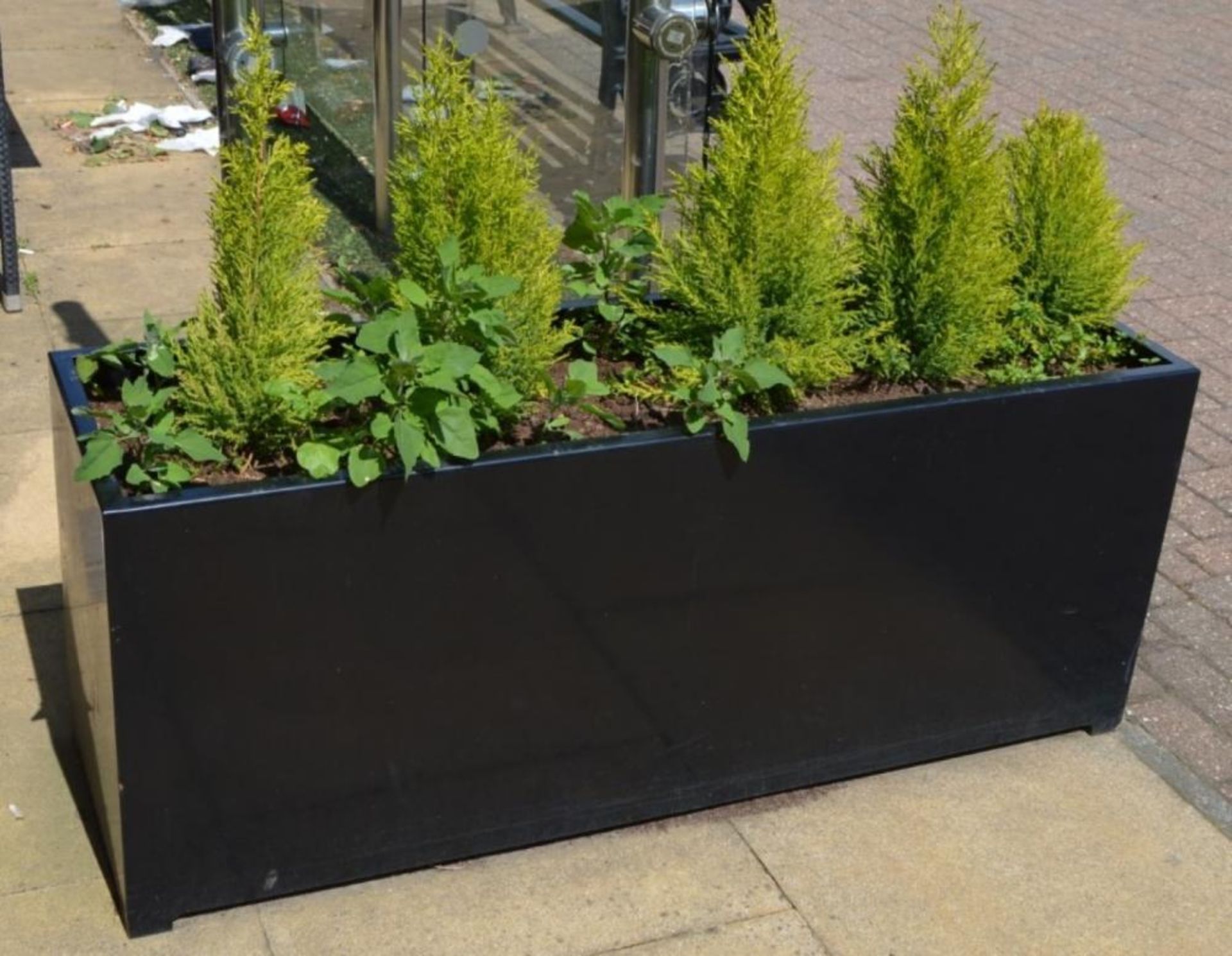 1 x Rectangular Outdoor Planter in Black With Small Conifer Trees - Planter Size H55 x W136 x D41