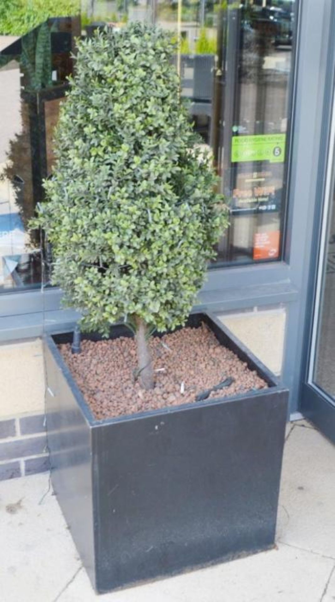 2 x Outdoor Live Plants in Black Planters - H50/120 x W50 x D50 cms - CL390 - Location: Sheffield - Image 3 of 3