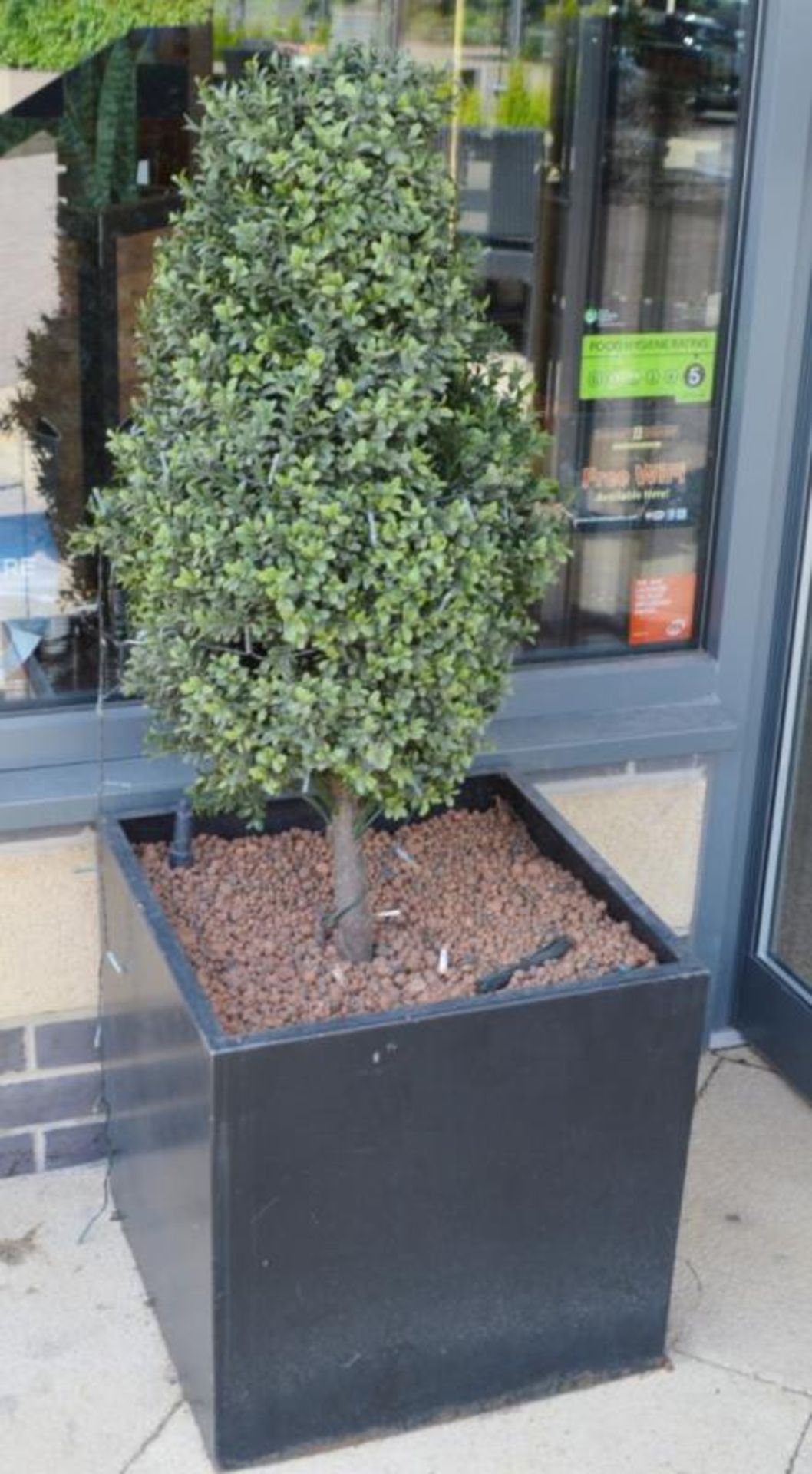 2 x Outdoor Live Plants in Black Planters - H50/120 x W50 x D50 cms - CL390 - Location: Sheffield
