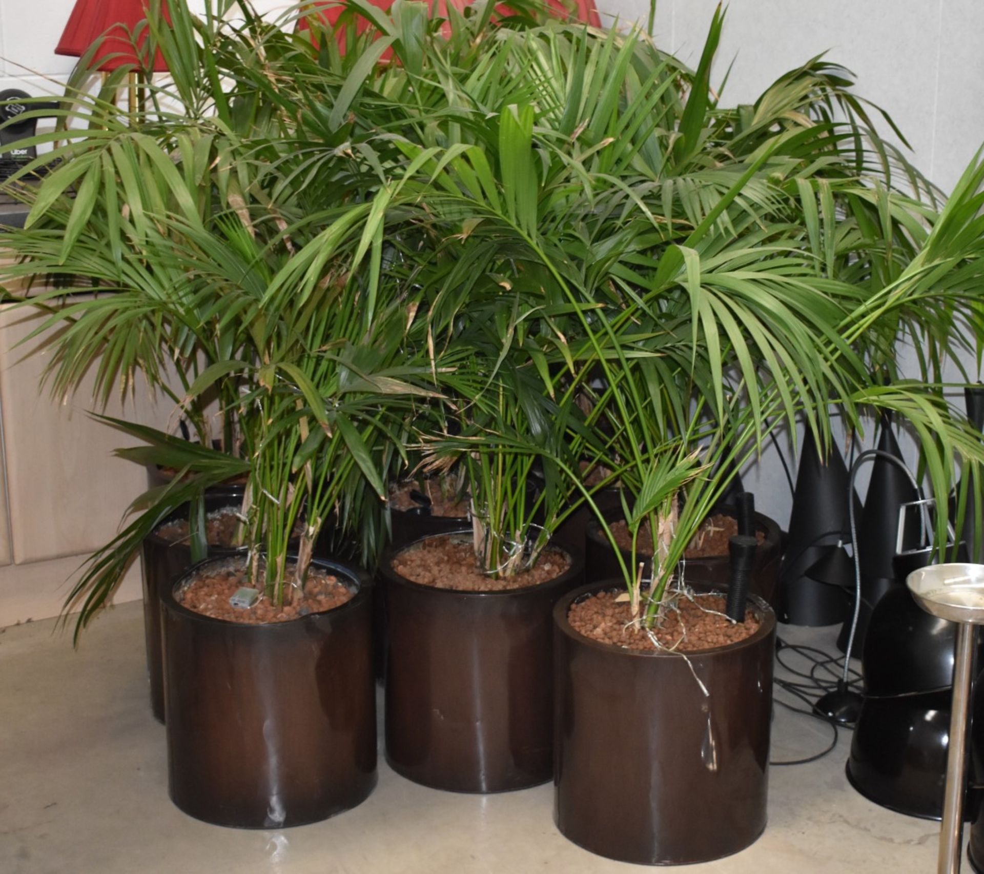 5 x Large Indoor Potted Plants With With Pots, Stones and Watering Spikes - Approx Height 120