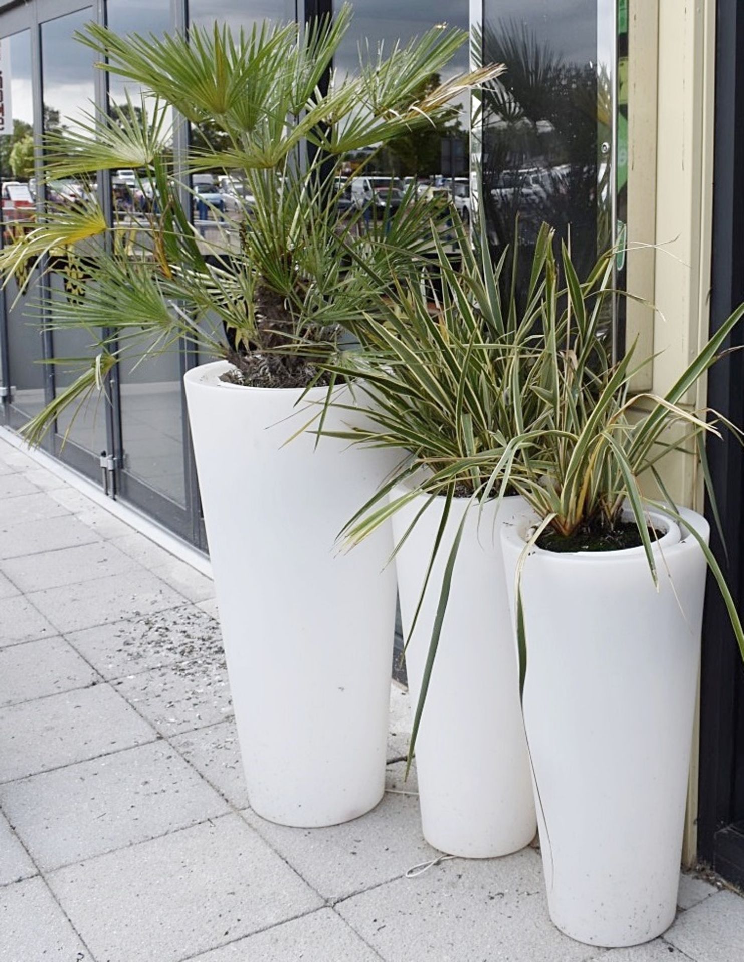 6 x Outdoor Plants In Illuminated Planters - Sizes Vary - Sizes Vary - Ref: CB OS - CL420 - Image 6 of 6