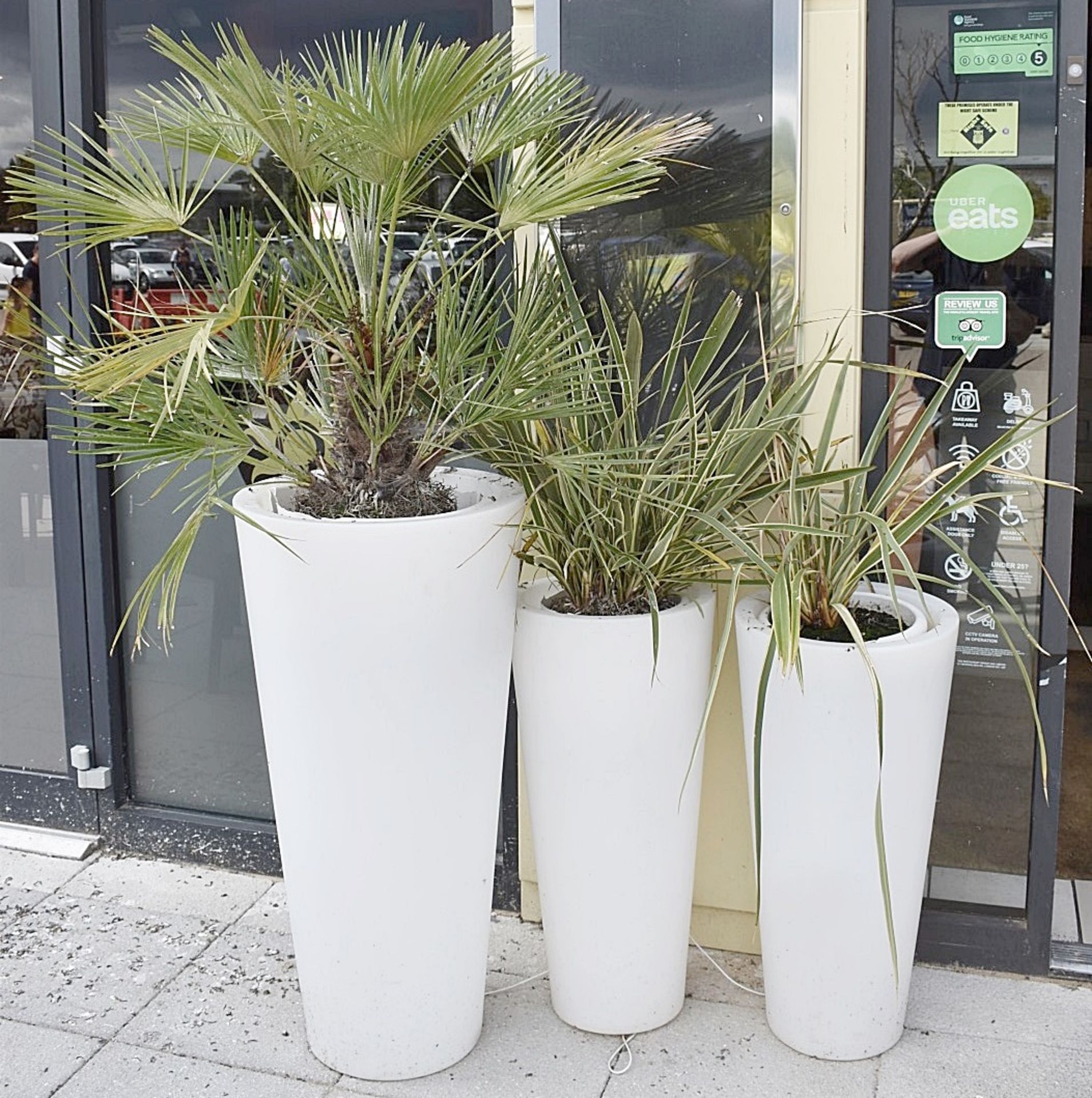 6 x Outdoor Plants In Illuminated Planters - Sizes Vary - Sizes Vary - Ref: CB OS - CL420 - Image 2 of 6