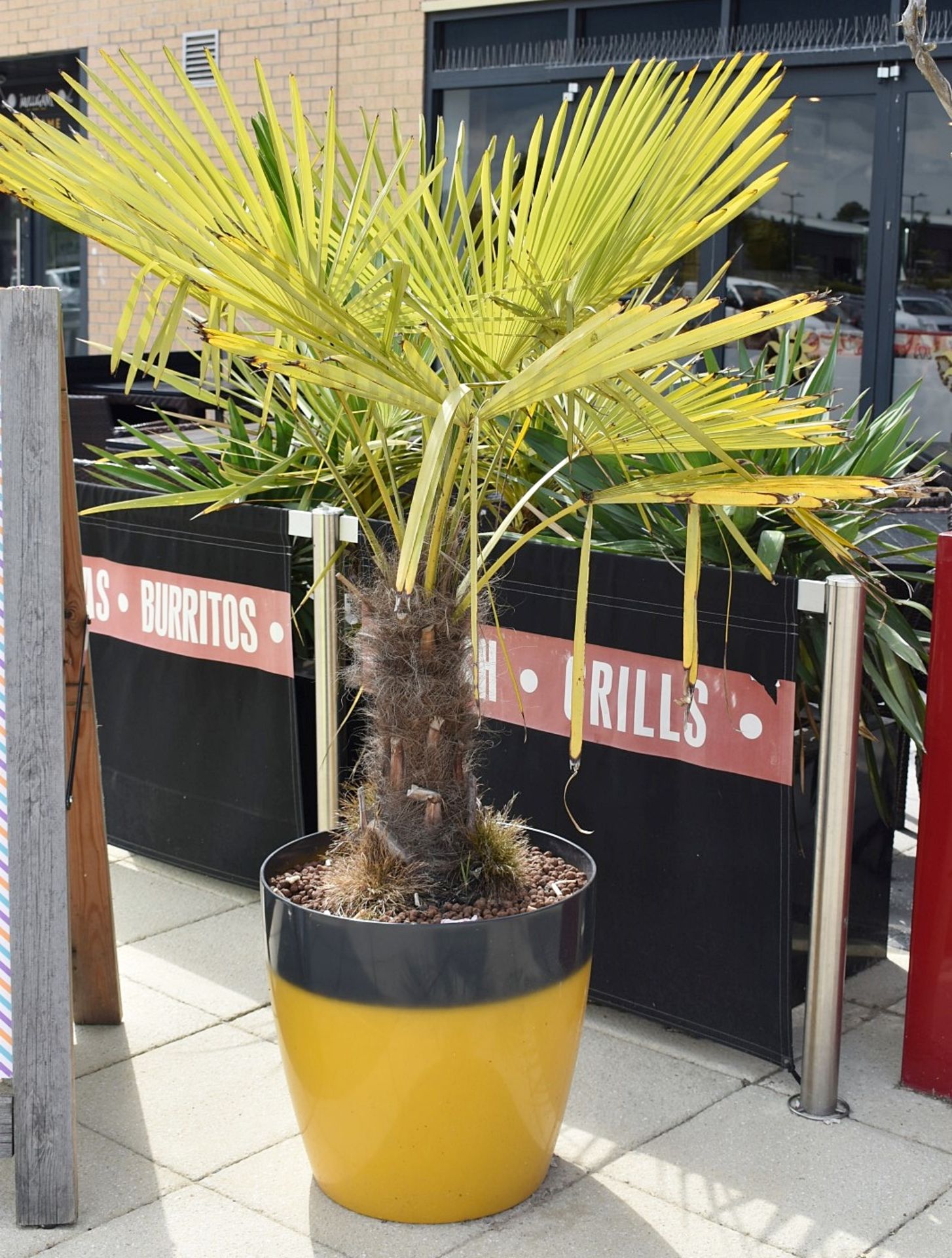 2 x Outdoor Plants in Planters - Red and Yellow - Image 2 of 7