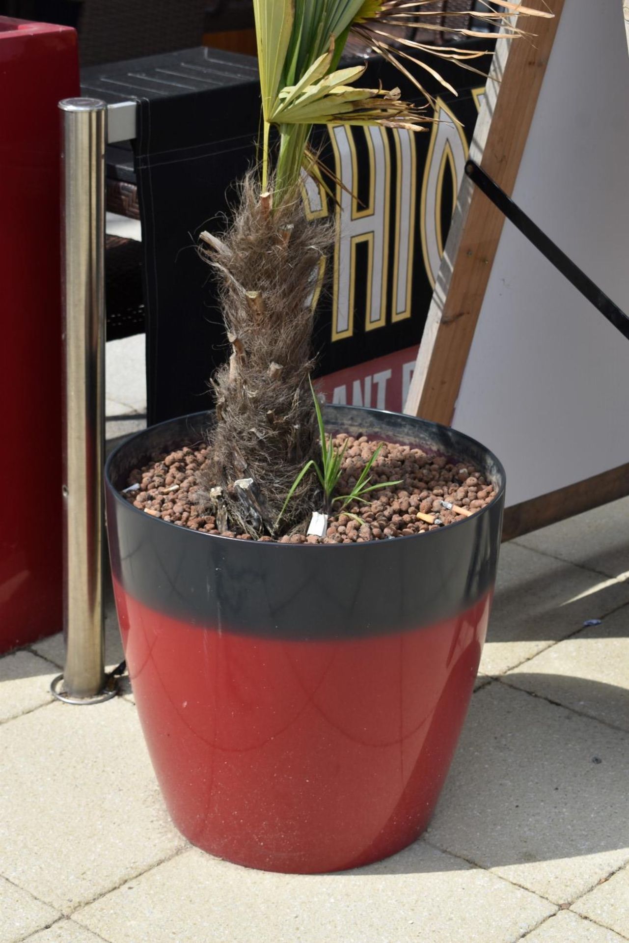 2 x Outdoor Plants in Planters - Red and Yellow - Image 4 of 7