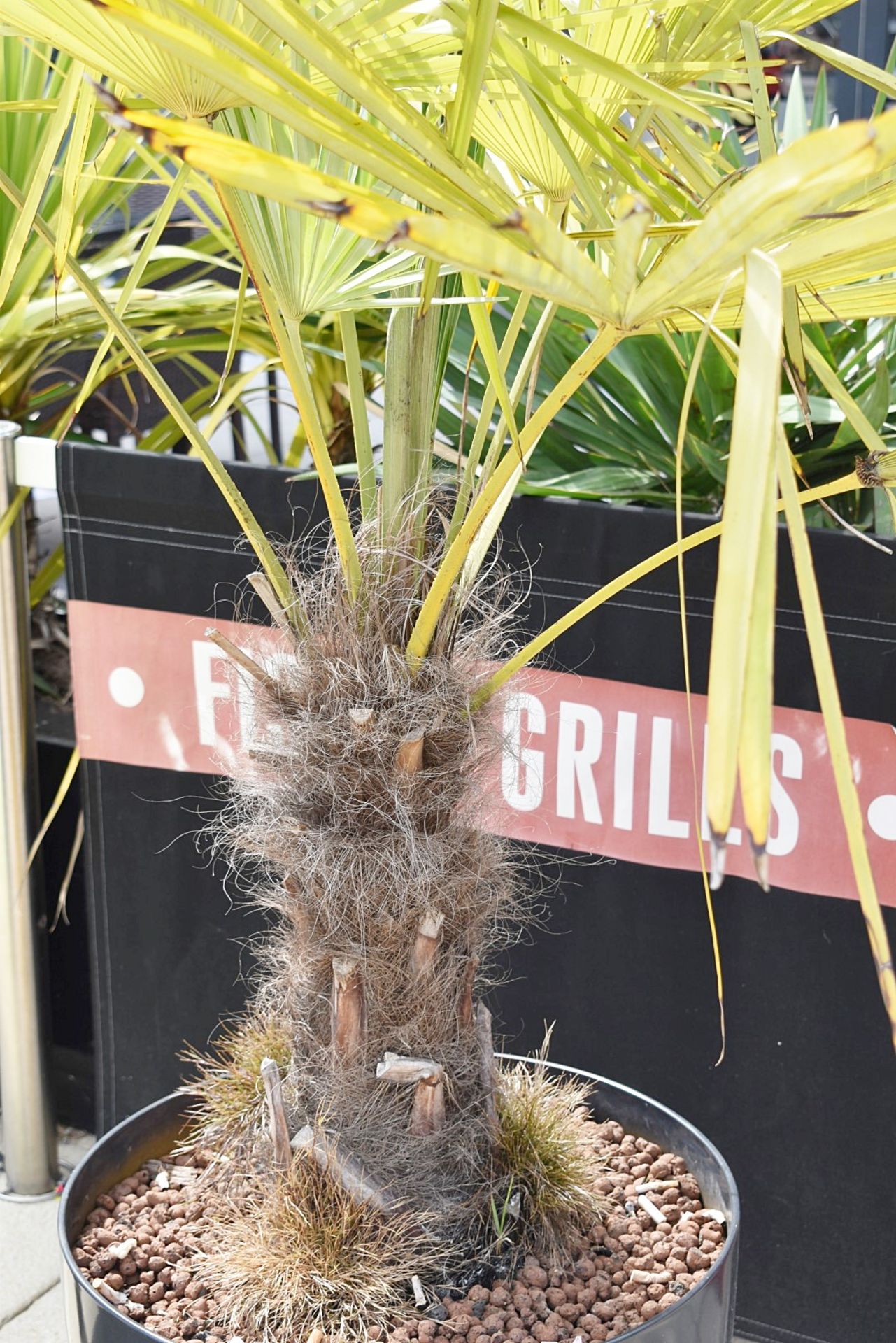 2 x Outdoor Plants in Planters - Red and Yellow - Image 5 of 7