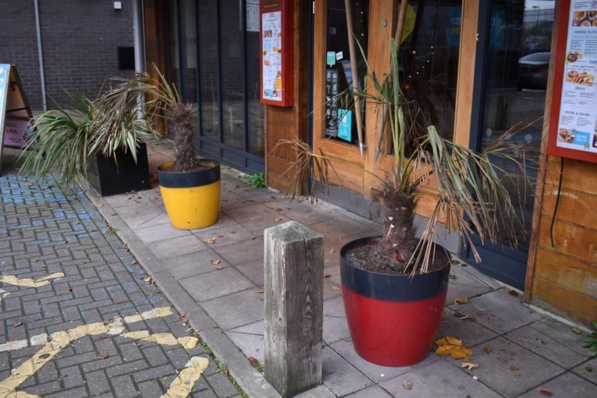 2 x Potted Palm Trees in lLarge Mexican Style Yellow/Red Outdoor Plant Pots - Pot Size H51 cms - CL4 - Image 2 of 4