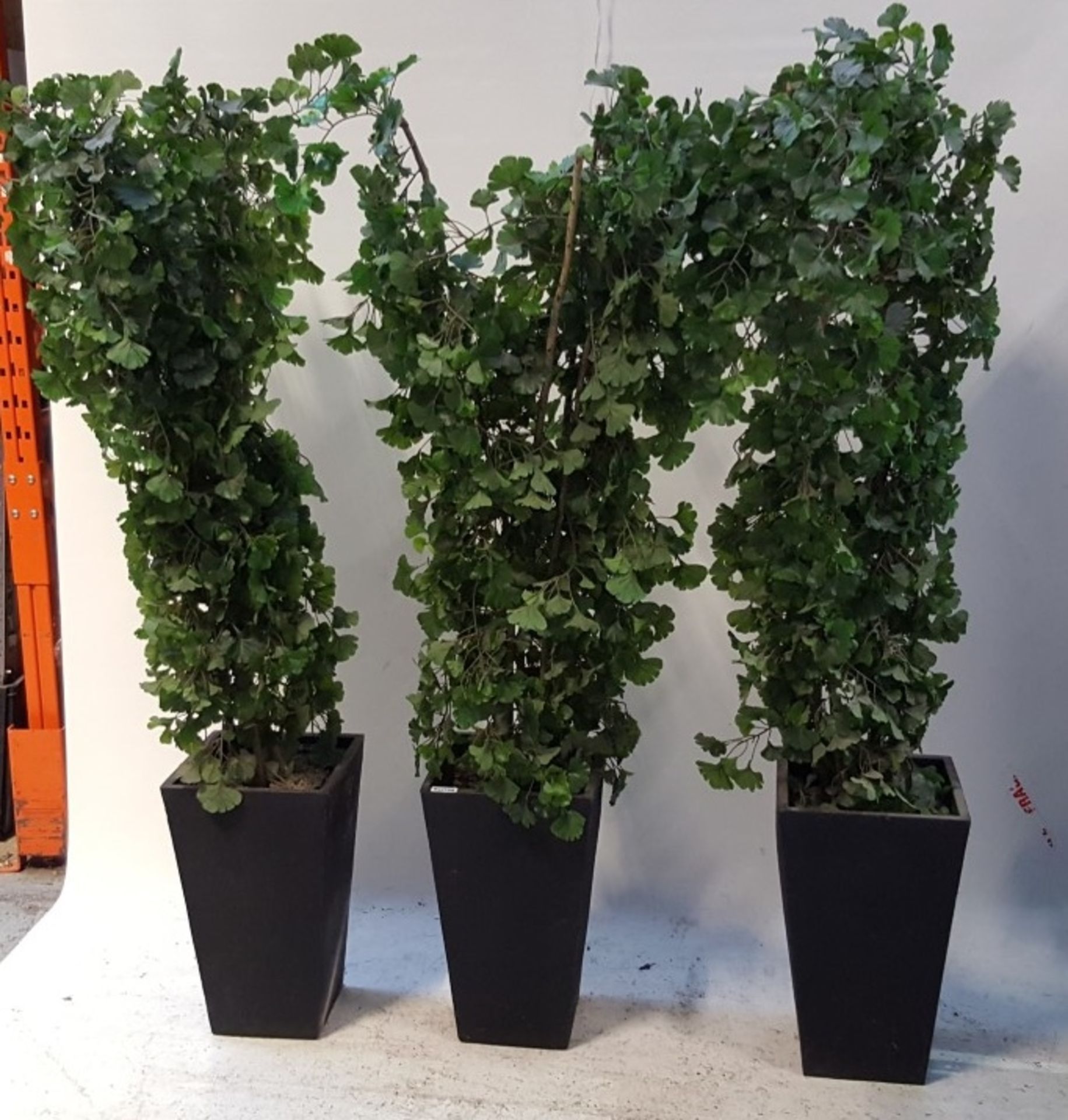 3 x 185cm High Articifal Trees/Plants in Black Square Pots - CL011 - Location: Altrincham WA14