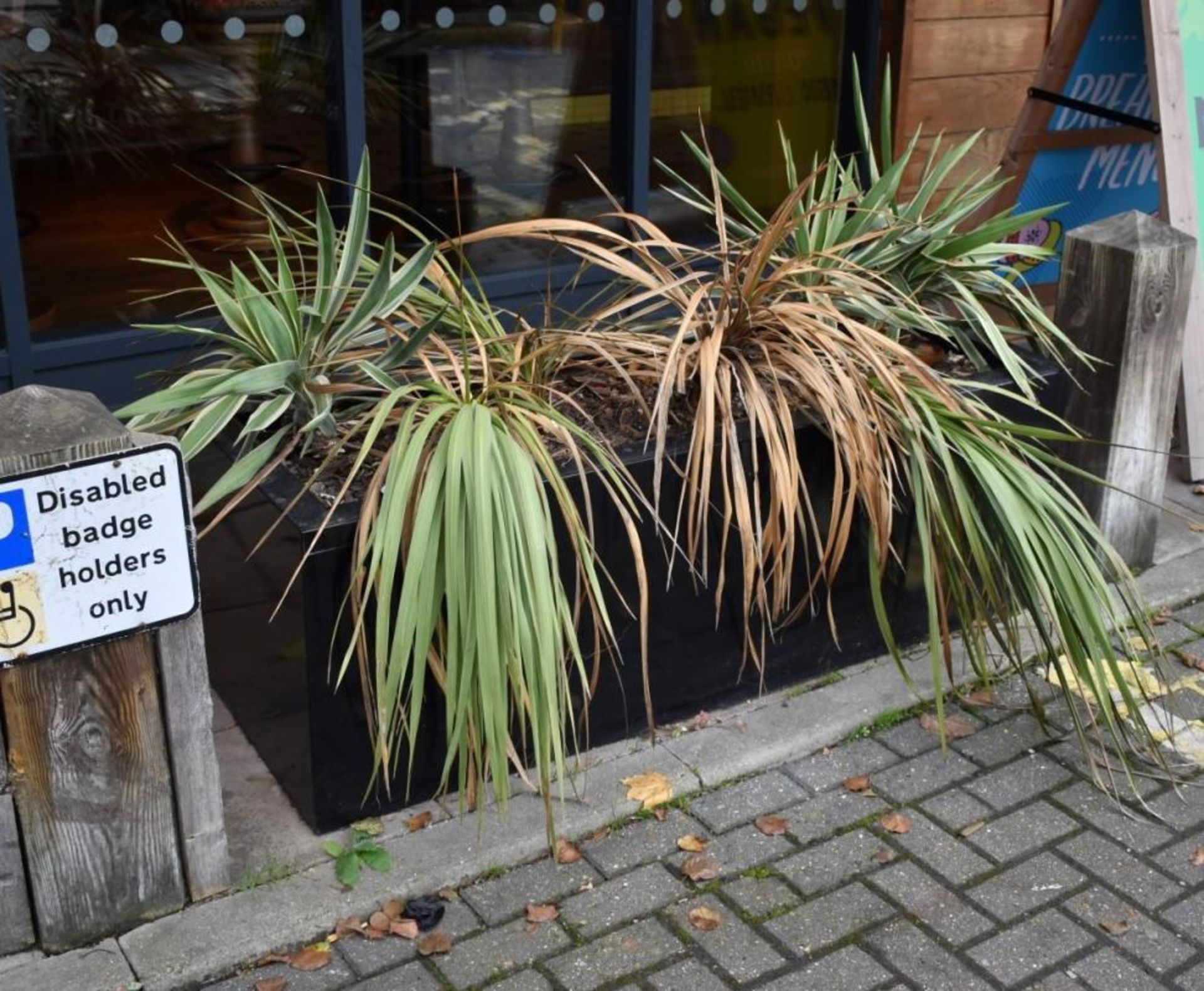 2 x Rectangular Black Outdoor Planters With Plants - Approx 150cm in Length - CL461 - Location: Lond - Image 2 of 3