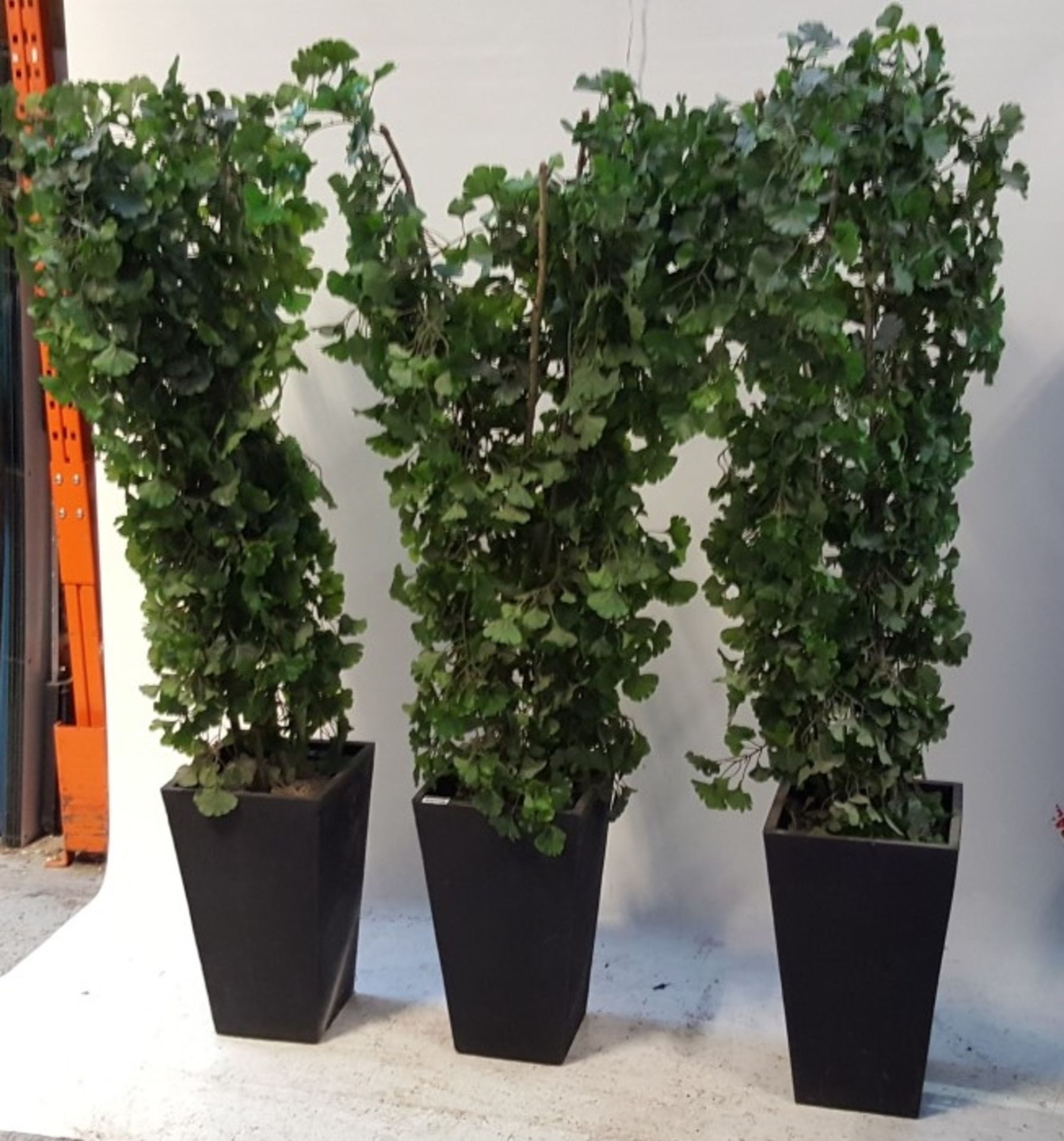 3 x 185cm High Articifal Trees/Plants in Black Square Pots - CL011 - Location: Altrincham WA14 - Image 6 of 6