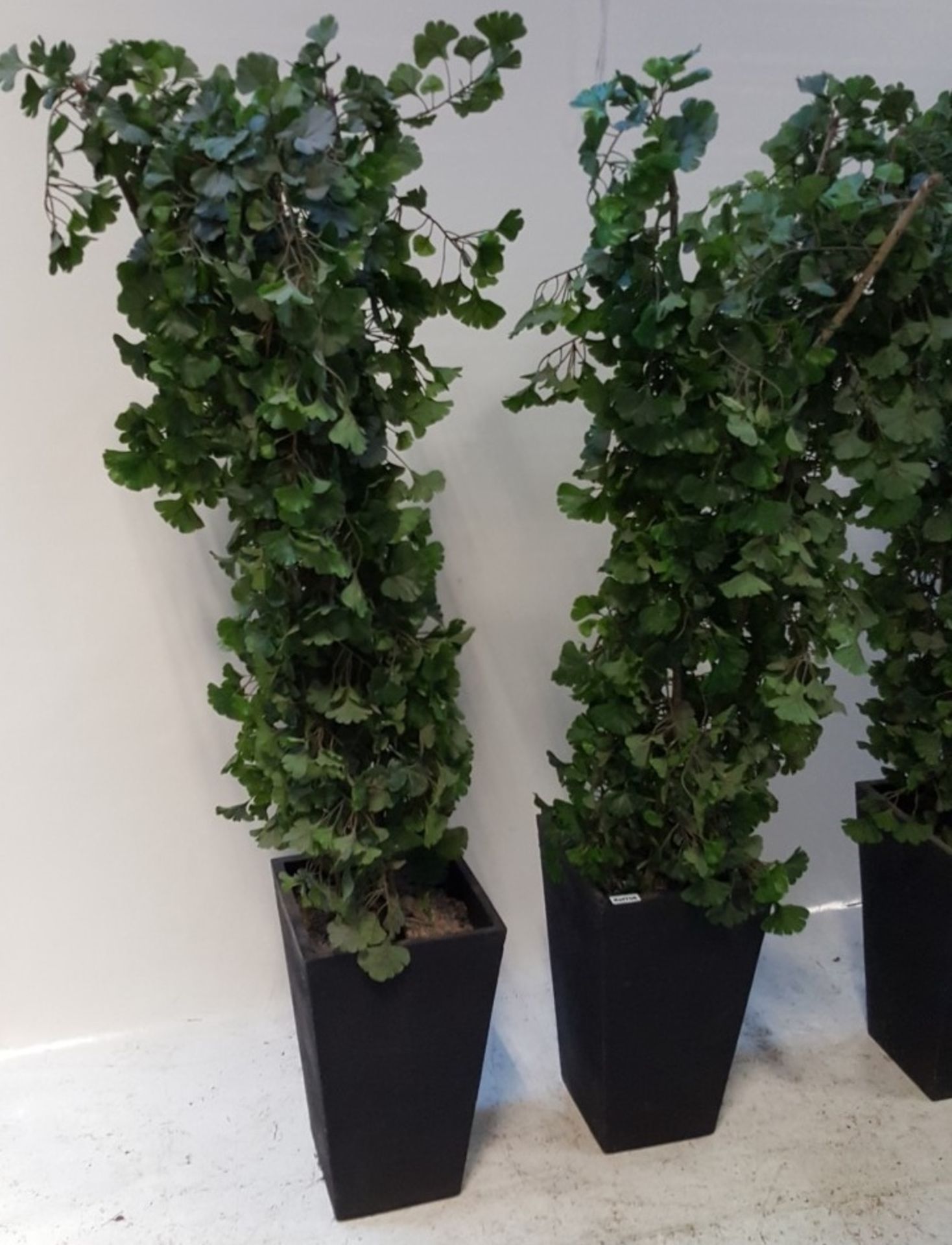 3 x 185cm High Articifal Trees/Plants in Black Square Pots - CL011 - Location: Altrincham WA14 - Image 2 of 6