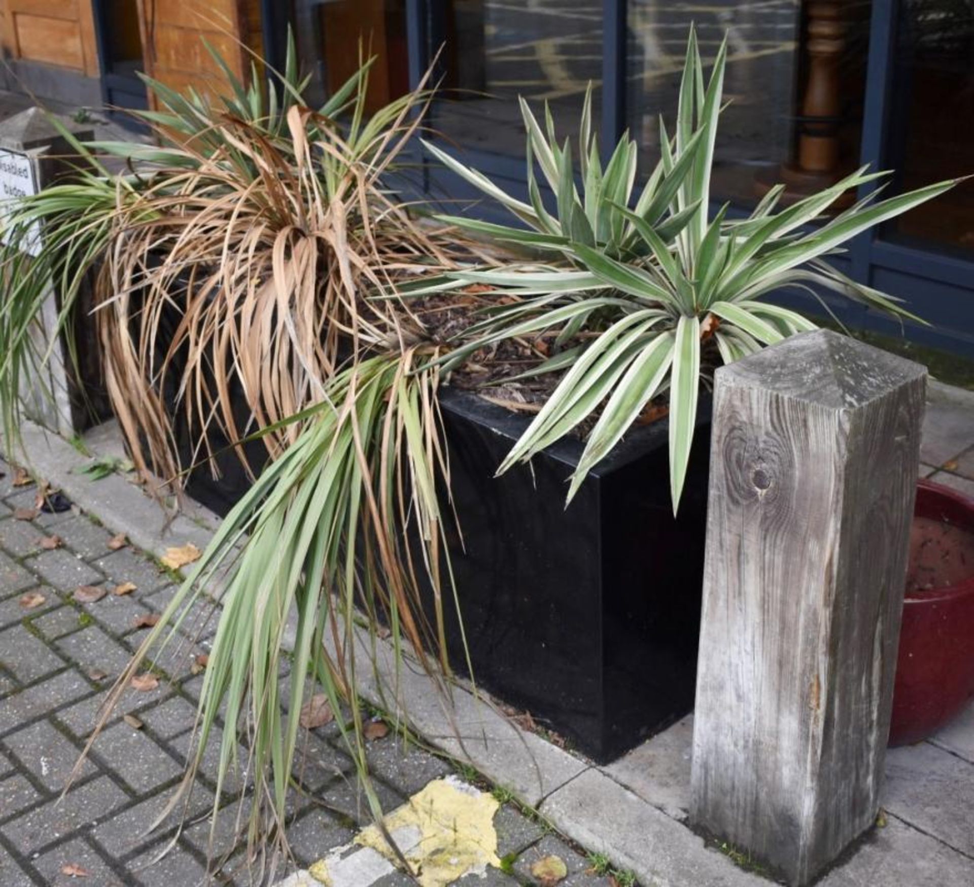 2 x Rectangular Black Outdoor Planters With Plants - Approx 150cm in Length - CL461 - Location: Lond - Image 3 of 3