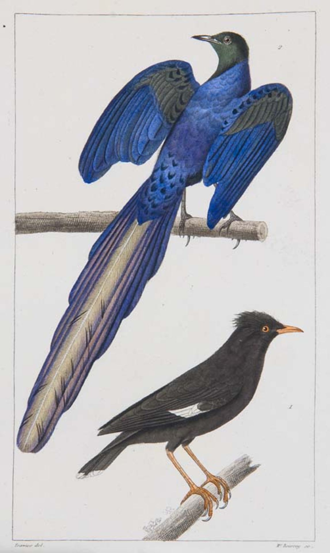 Ornithologie - - Sammlung von über 200 Bll. Vögel. Frankreich, 19. Jahrhundert, koloriert, in