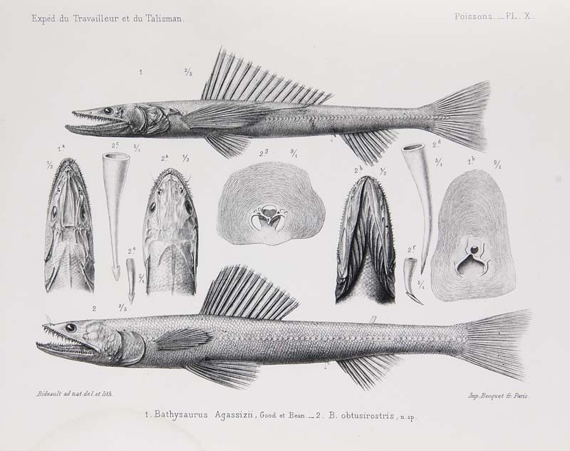 Ichthyologie - - Vaillant, Léon. Poissons (= A. Milne-Edwards: Expéditions scientifiques du