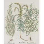 Besler, Basilius. Resede. Dracunculus. Eberraute. I. Reseda plinij. II. Dracuncellus Hortensis. III.