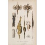 Ichthyologie - - Duméril, August Henri André. Histoire naturelle des Poissons où Ichthyologie