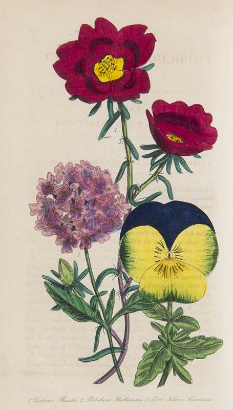 Botanik - - Harrison, Joseph. The Floricultural Cabinet and Florist's Magazine. Vol. VIII.-X. in 1