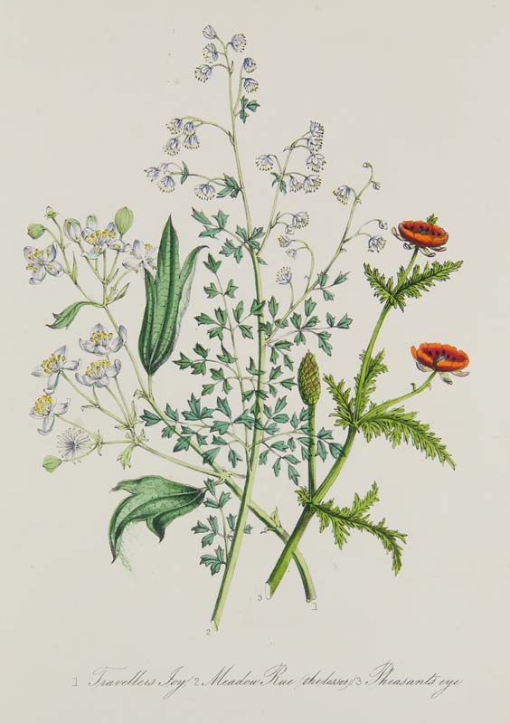 Botanik - - Loudon, Jane Wells. British Wild Flowers. Second edition. Mit 60 kol. lithogr. Tafeln.