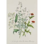 Botanik - - Loudon, Jane Wells. British Wild Flowers. Second edition. Mit 60 kol. lithogr. Tafeln.