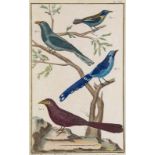 Ornithologie - - Martinet, Francois Nicolas. Sammlung von 16 kolorierten Kupferstichen von Benard