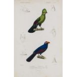 Ornithologie - - Sammlung von ca. 500 Bll. Vögel. (meist) Frankreich, 18. und 19. Jahrhundert, davon