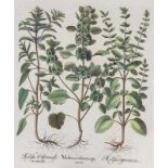 Besler, Basilius. Muschelblume. Melissen. I. Moluca odorata spinosa. II. Melissa Officinarum. III.