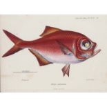 Ichthyologie - - Lowe, R.T. A History of the Fishes of Madeira. With Figures from Nature of all