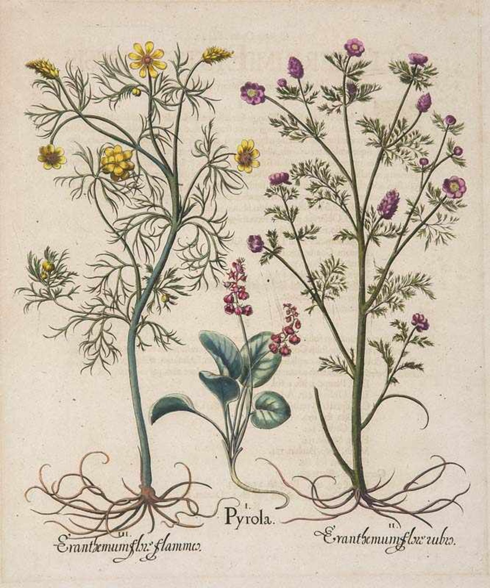 Besler, Basilius. Wintergrün. Eranthemum. I. Pyrola. II. Eranthemum flore rubro. III. Eranthemum