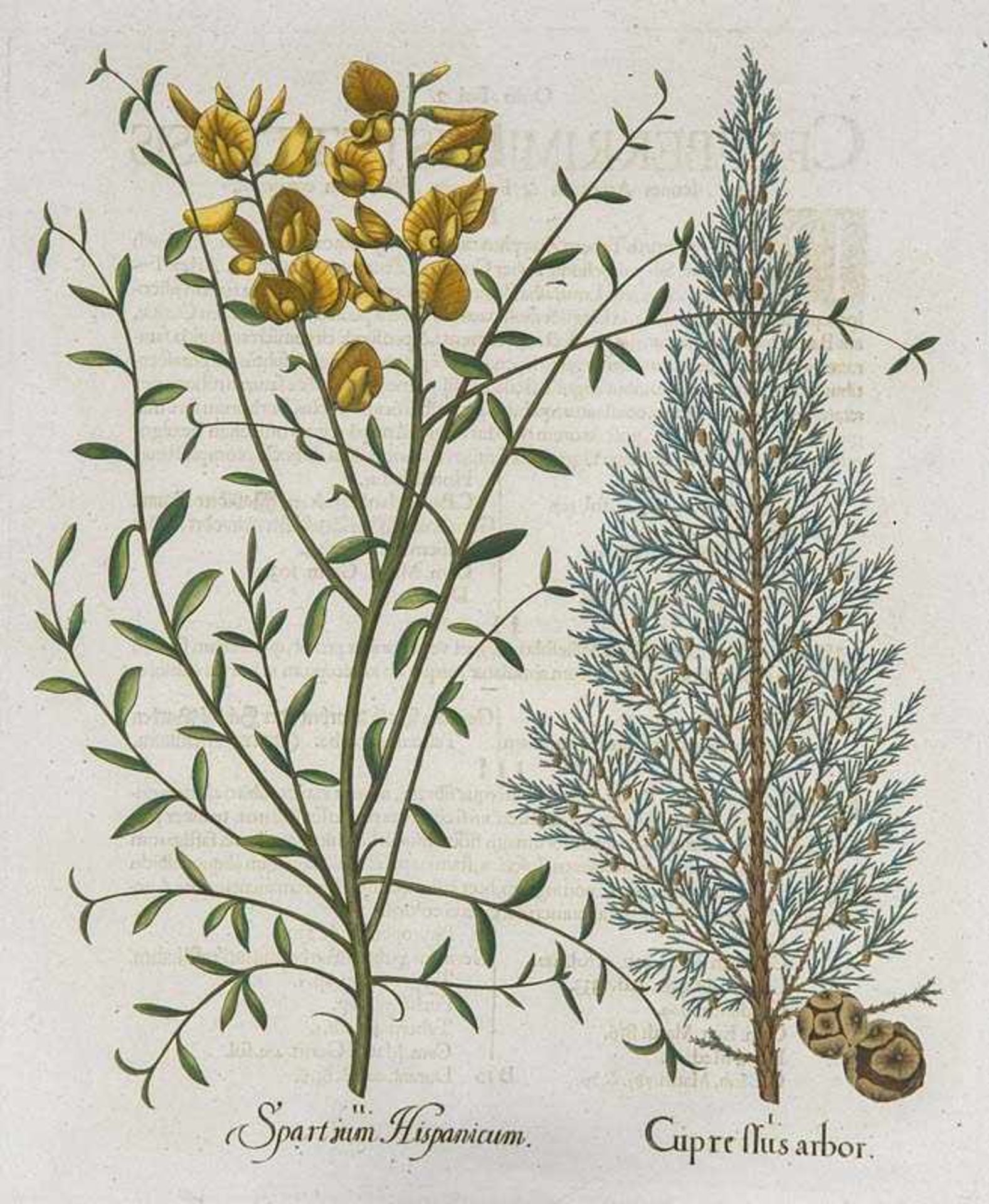 Besler, Basilius. Zypresse. Pfriemenginster. I. Cupre Mus Arbor. II. Spartium Hispanicum.