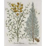 Besler, Basilius. Zypresse. Pfriemenginster. I. Cupre Mus Arbor. II. Spartium Hispanicum.