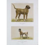 Hunde - - Umfangreiche Sammlung dekorativer Graphiken von Hunden (90) und Affen (50 Bll.), meist