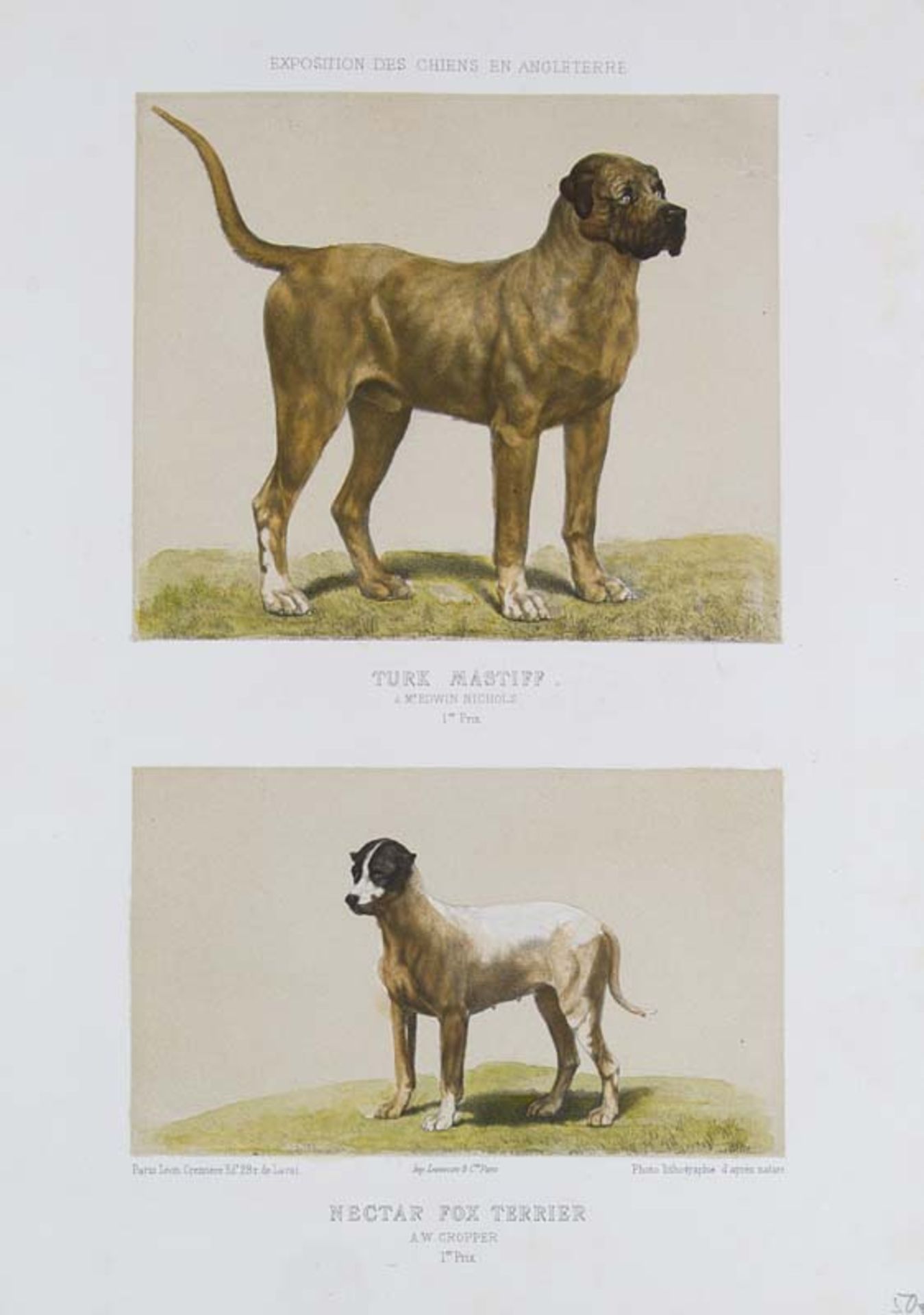 Hunde - - Umfangreiche Sammlung dekorativer Graphiken von Hunden (90) und Affen (50 Bll.), meist