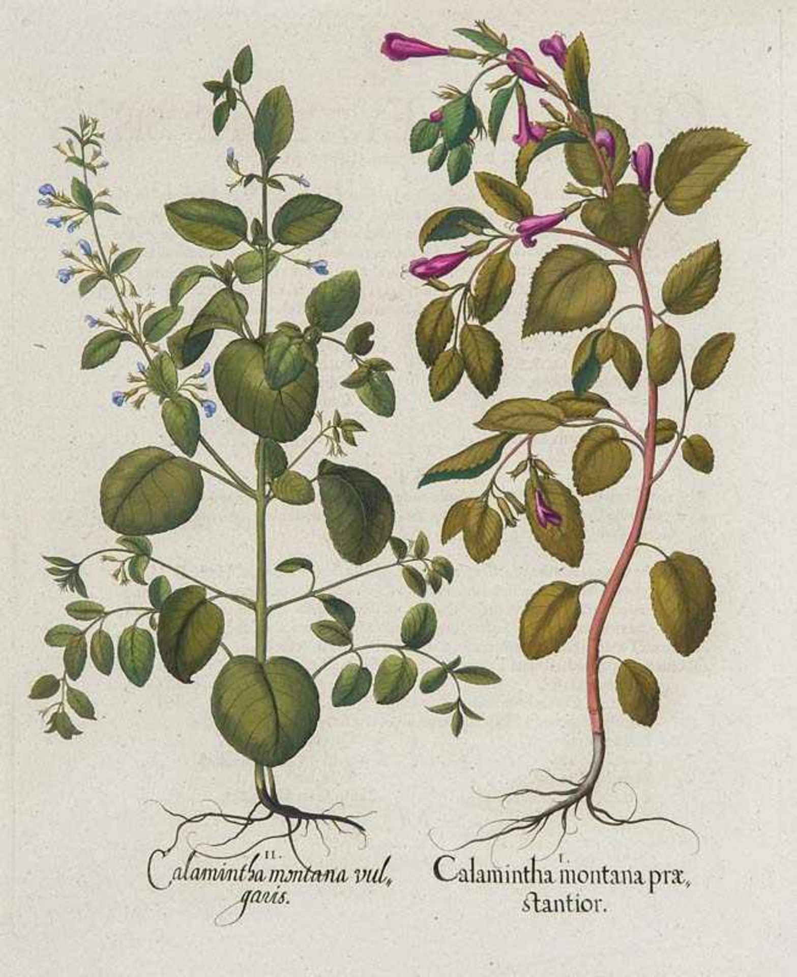 Besler, Basilius. Bergminzen. I. Calamintha montana praestantior. II. Calamintha montana vulgaris.