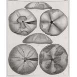 Ichthyologie - - Agassiz, Jean Louis Rodolphe. Description des echinodermes fossiles de la Suisse