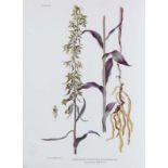 Botanik - Orchideen - - Godfery, M. J. Monograph & Iconograph of Native British Orchidaceae. Mit