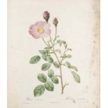 Redouté, Pierre-Joseph. Sammlung von 22 farbigen Pflanzenkupfern nach Redouté, ca. 1802 bis 1843. 4°