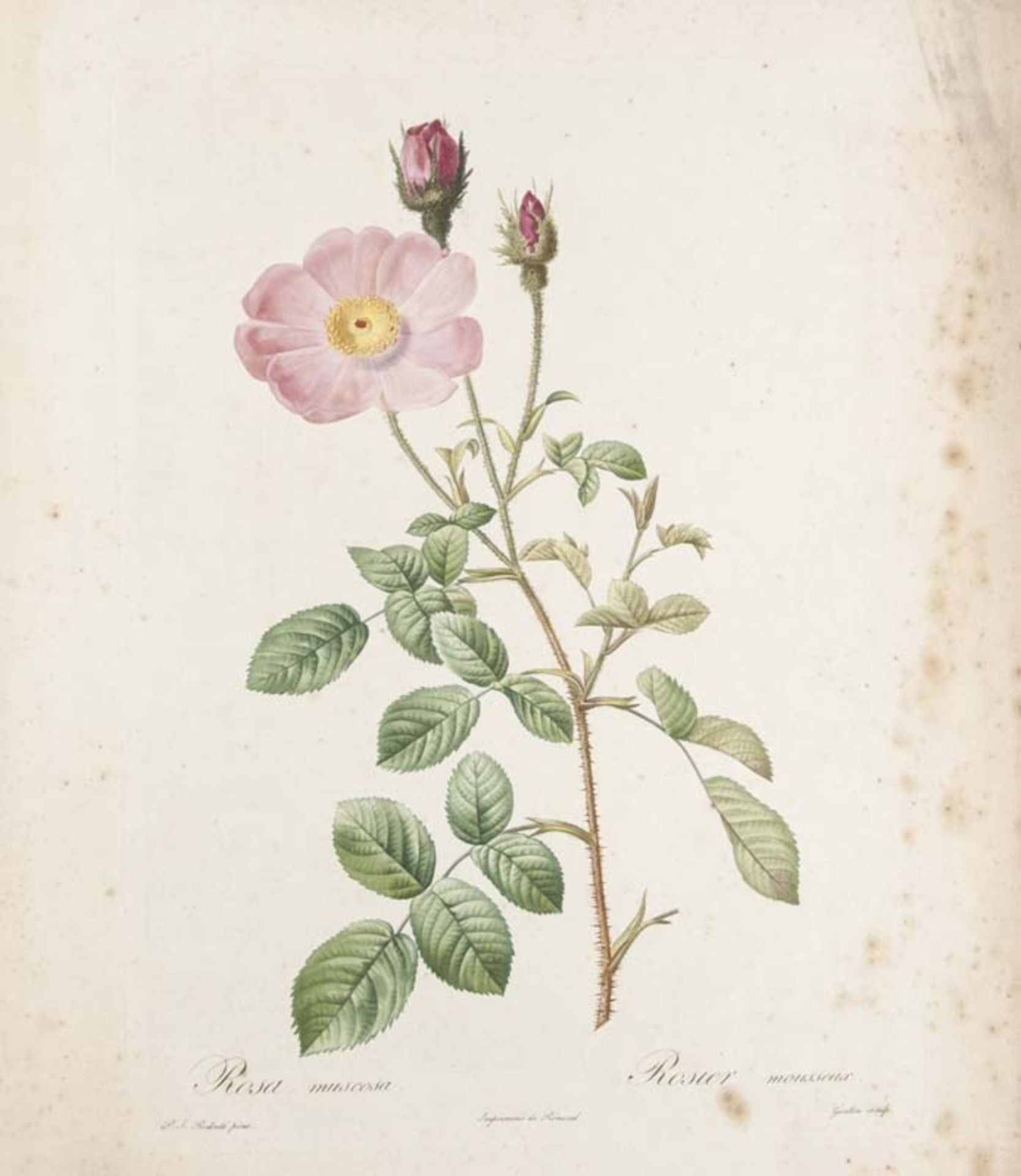 Redouté, Pierre-Joseph. Sammlung von 22 farbigen Pflanzenkupfern nach Redouté, ca. 1802 bis 1843. 4°