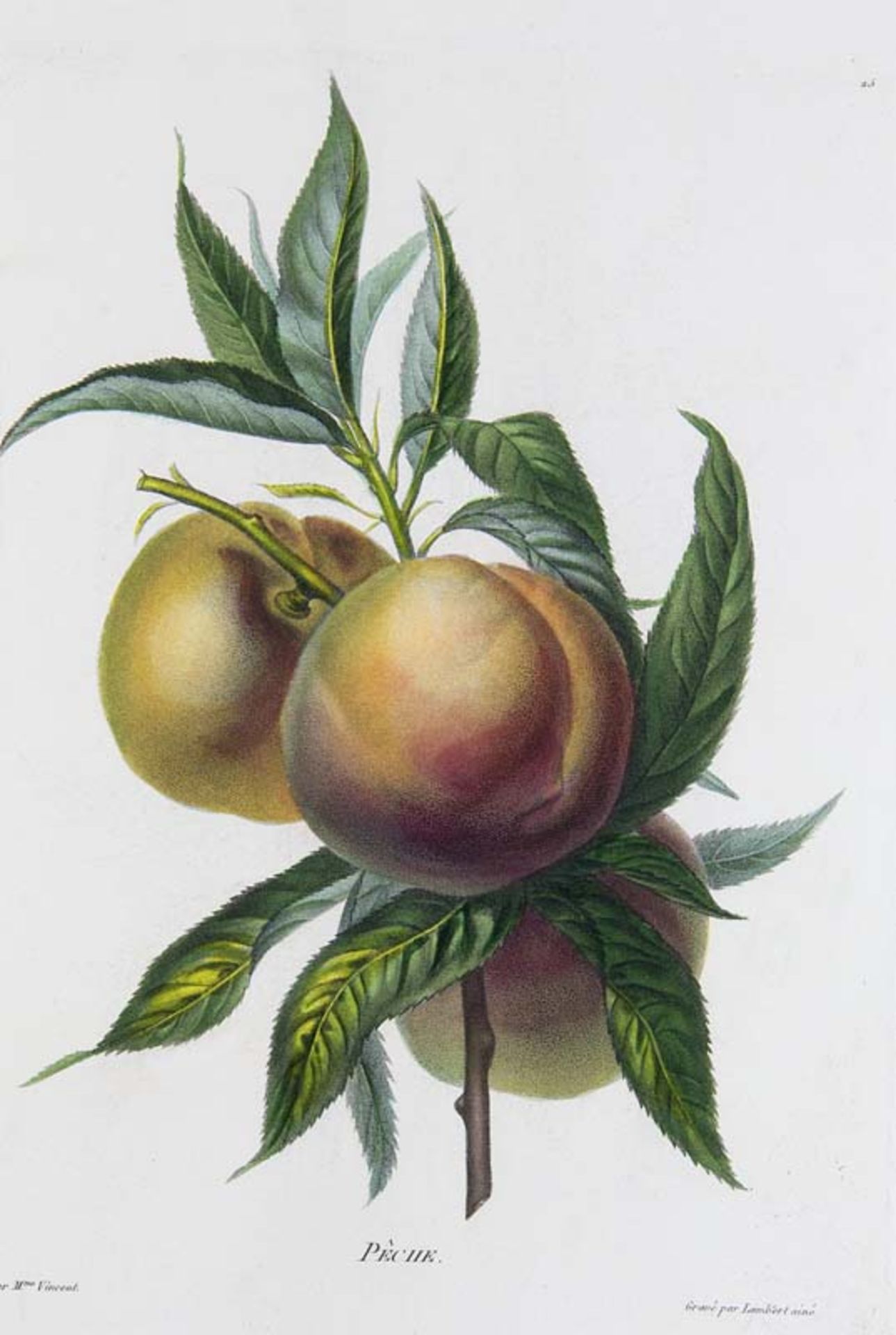 Obst - - Sammlung von ca. 200 Bll. Obstel. (meist) Frankreich, 18. und 19. Jahrhundert, davon ca.