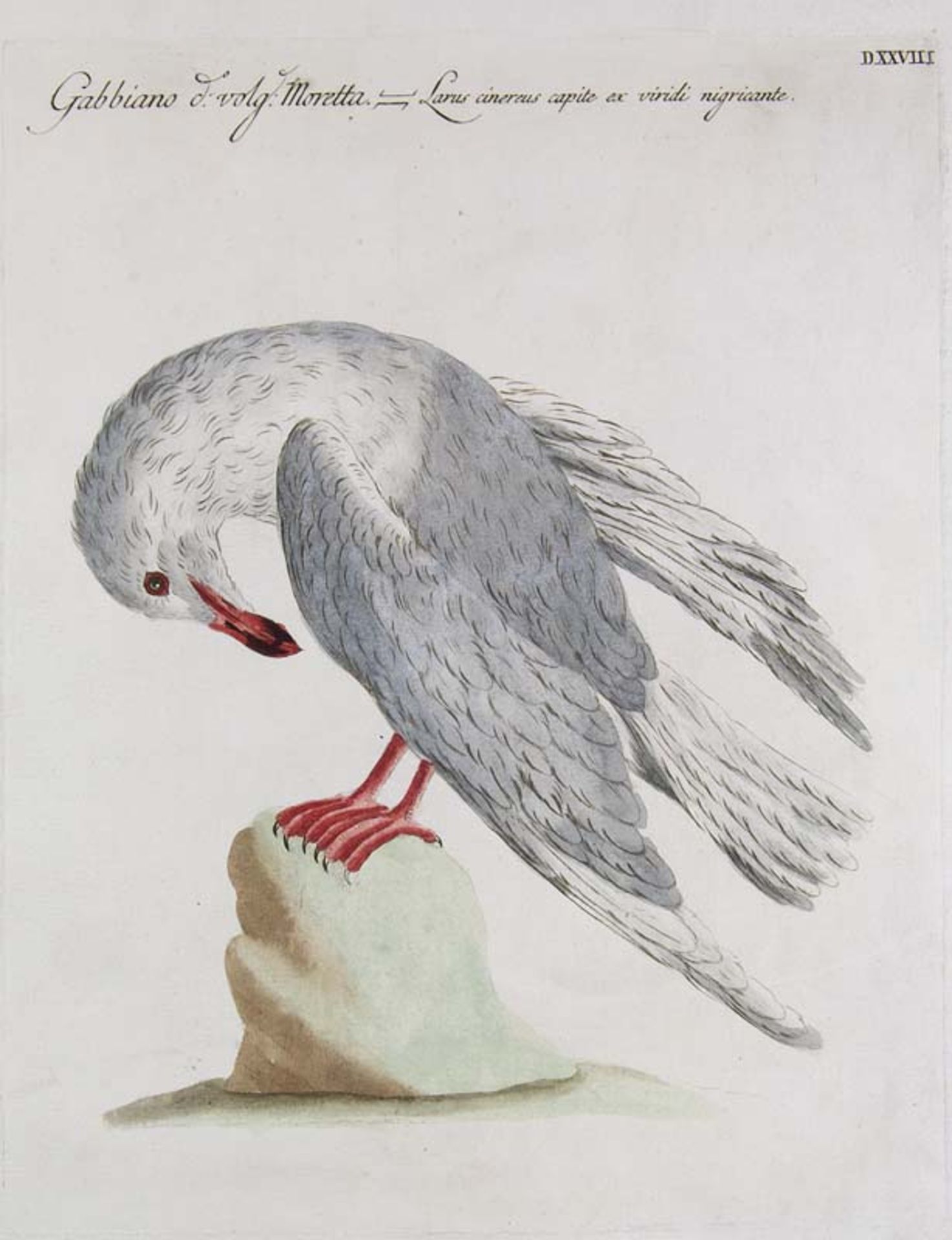 Ornithologie - - Manetti, Saverio. 24 Tafeln aus Ornithologia Methodice Digesta Atque Iconibus