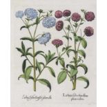 Besler, Basilius. Garten-Lichtnelke. I. Lichnis sylvestris flore pleno rubro. II. Lichnis Sylvestris