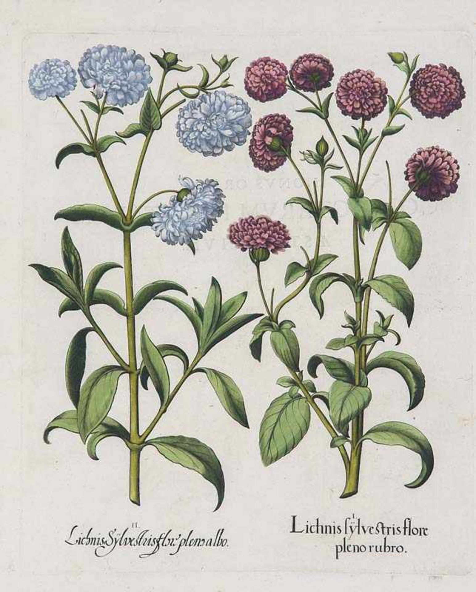 Besler, Basilius. Garten-Lichtnelke. I. Lichnis sylvestris flore pleno rubro. II. Lichnis Sylvestris