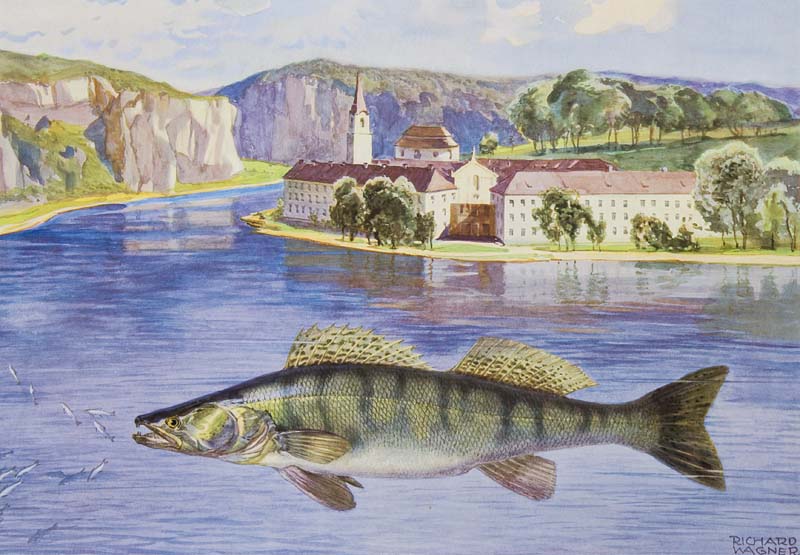 Ichthyologie - - Rühmer, Karl. Fische und Heimat. Die Süßwasserfische und ihre Gewässer. Mit 29