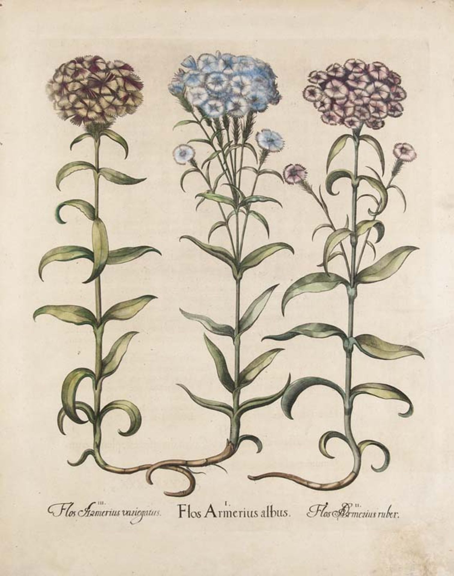 Besler, Basilius. 3 Scharlachblumen aus der Gattung der Nelkengewächse. Flos Armerius albus.