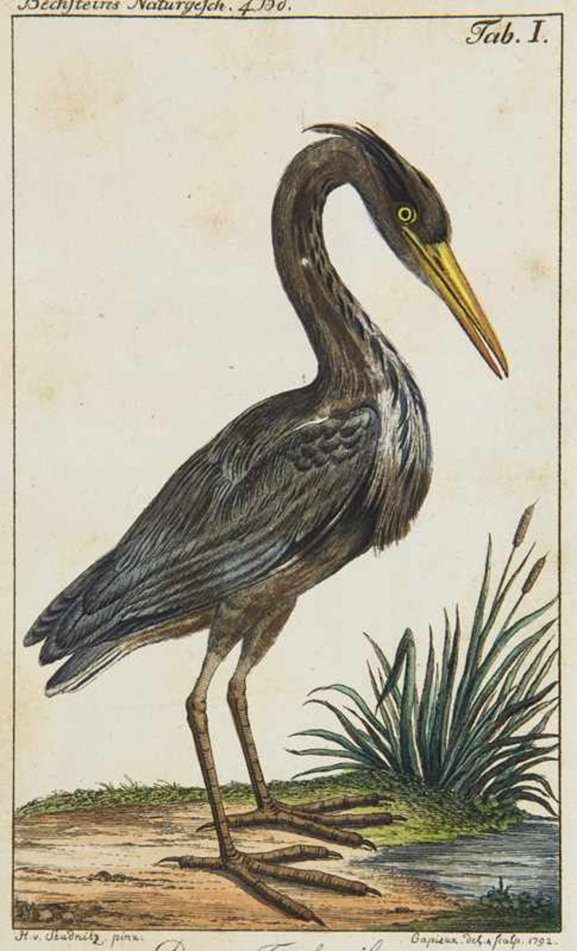 OrnithologiePöppig, EduardIllustrirte Naturgeschichte des Thierreichs. Bd. 1, 2 u. 4 in 3 Bden. ( - Bild 2 aus 2