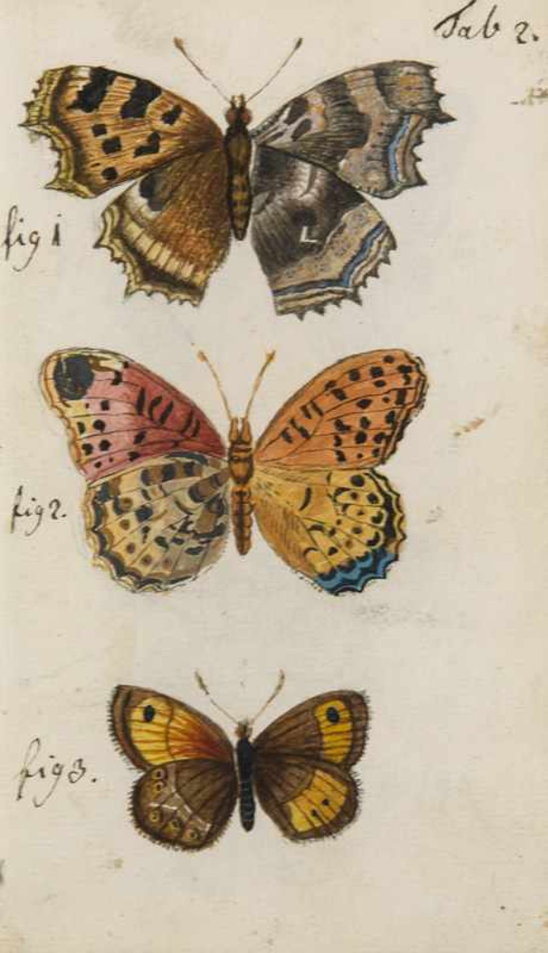 Unique! - German handwriting with 11 skilfully drawn and brightly colored butterfly plates. In the - Bild 3 aus 4