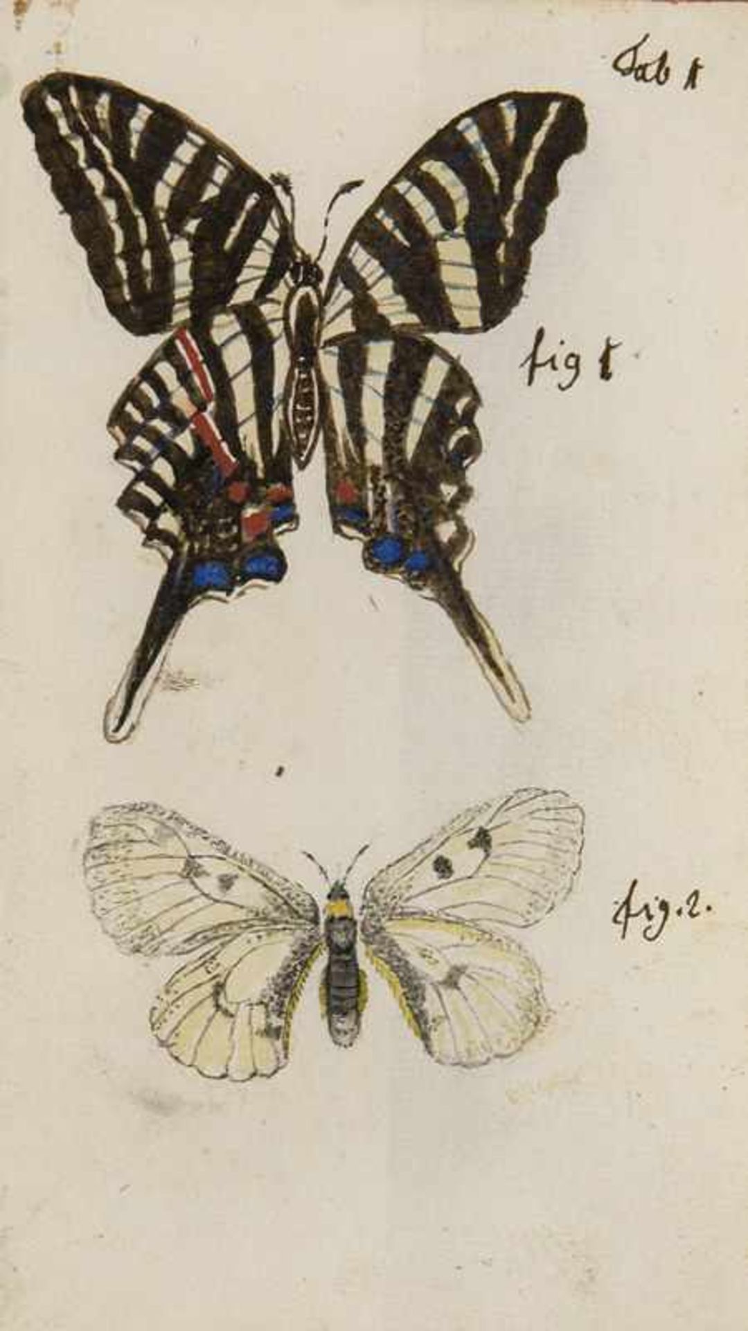 Unique! - German handwriting with 11 skilfully drawn and brightly colored butterfly plates. In the - Bild 2 aus 4