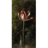 Deutsch Um 1880Tulpe in voller BlüteÖl auf Leinwand, auf Pappe aufgezogen. (Um 1880). 45,7 x 23,2